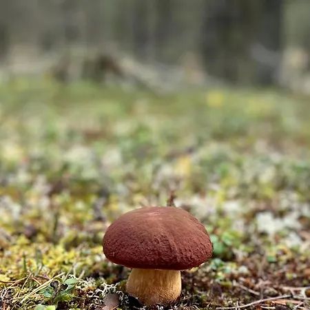 Porokello, Yllaesjaervi, 2 Mh *