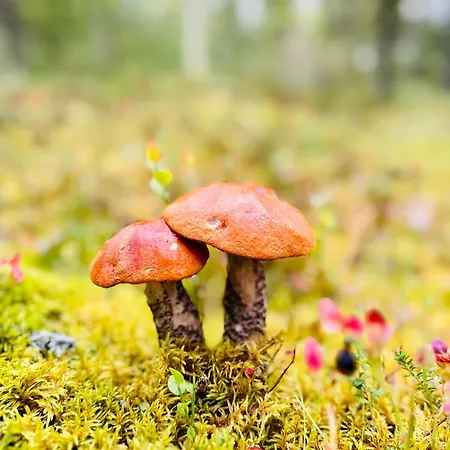 Porokello, Talvikaudella 2 Hissilippua, 2 Skilift-tickets In Winter Apartment Ylläsjärvi