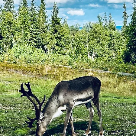 Porokello, Talvikaudella 2 Hissilippua, 2 Skilift-tickets In Winter