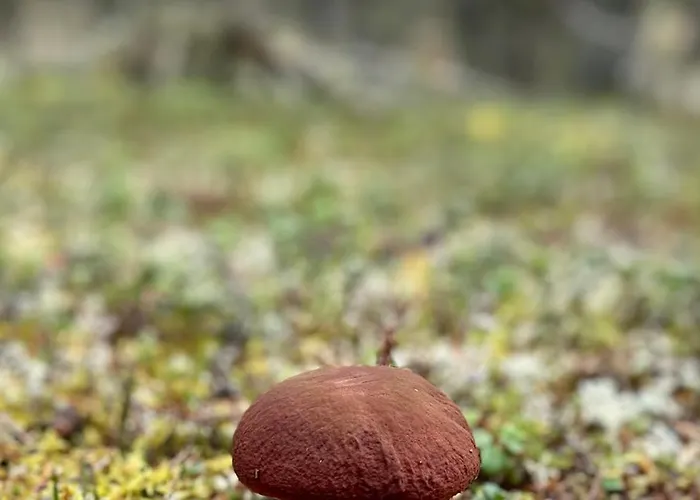 Porokello, Talvikaudella 2 Hissilippua, 2 Skilift-tickets In Winter *