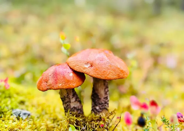 Porokello, Talvikaudella 2 Hissilippua, 2 Skilift-tickets In Winter Huoneisto Ylläsjärvi