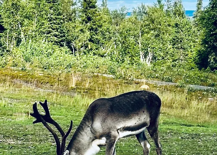 Porokello, Talvikaudella 2 Hissilippua, 2 Skilift-tickets In Winter